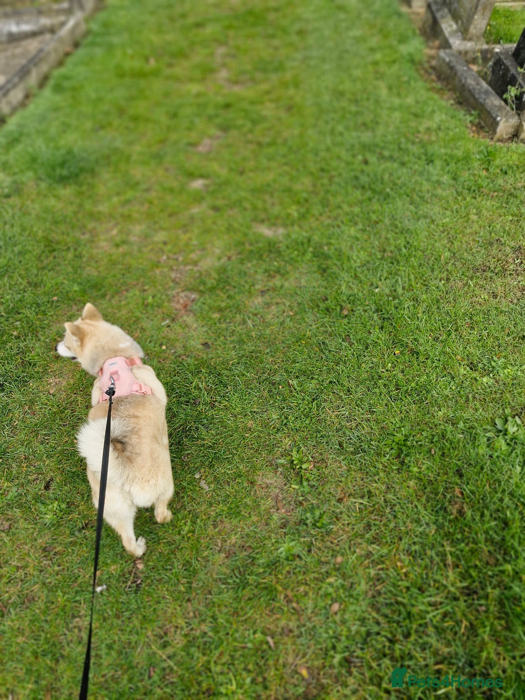 Pomsky dogs for sale: pomsky - Advert 3