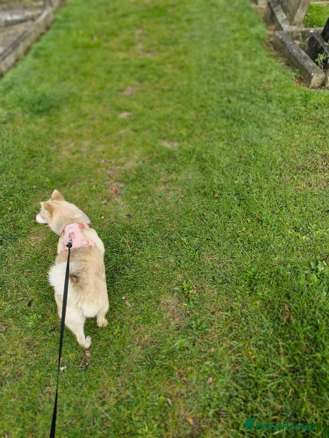 Pomsky dogs for sale: pomsky - Advert 3