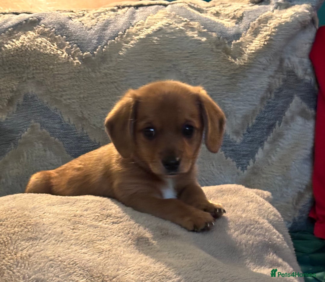 Mixed Breed dogs for sale: F1 dameranians  - Image 9