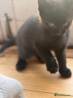 British Shorthair cats - Advert 2