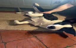 Border Collie dogs for sale: 2 Year old Collie Dog  - Image 7