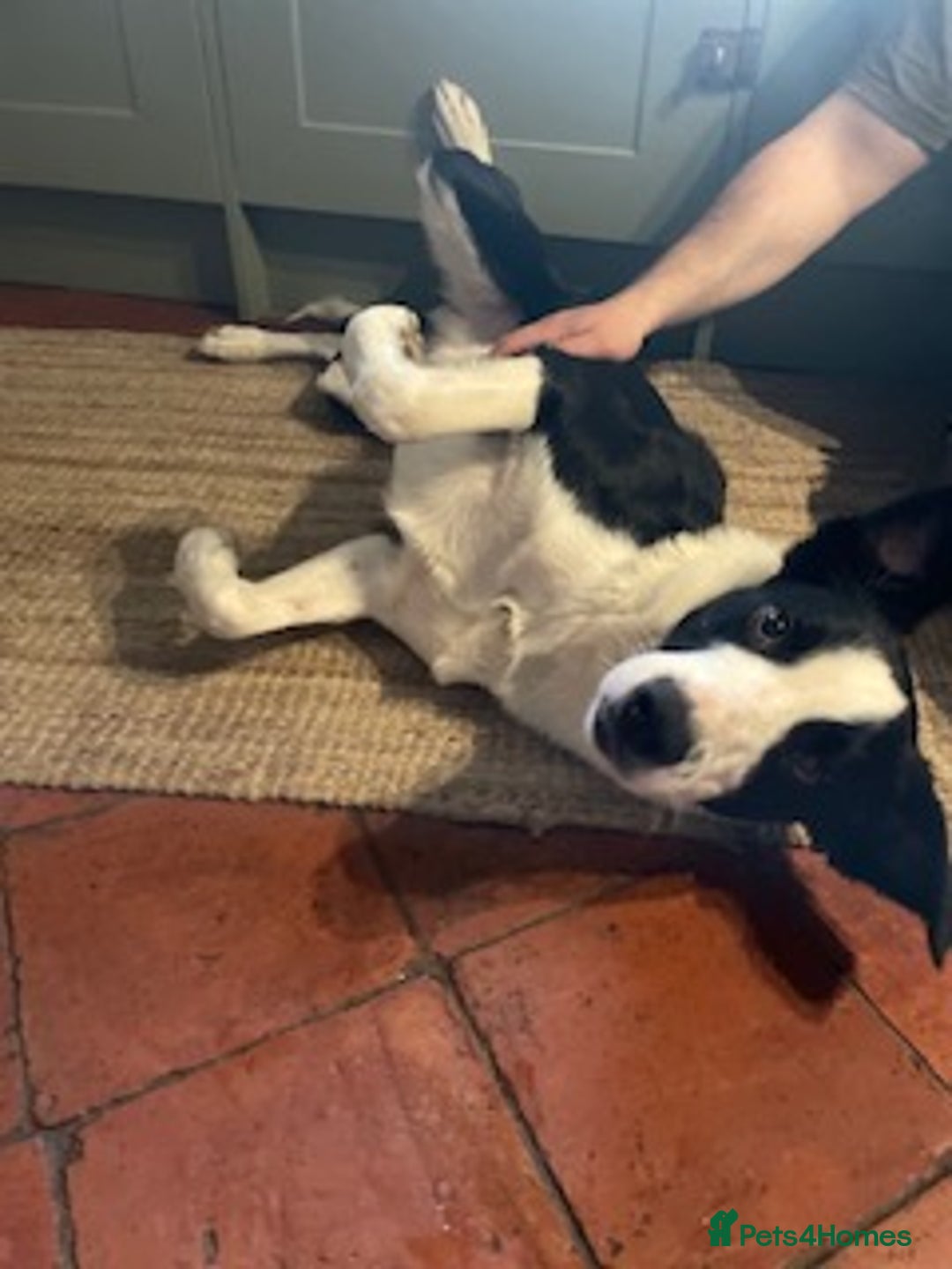 Border Collie dogs for sale: 2 Year old Collie Dog  - Image 7