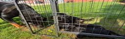 Rottweiler dogs for sale: 🏆🐾 5STAR BREEDERS🐾🏆KC REG girl and boys 💖💙 - Advert 7