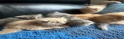 Persian cats for sale: 5 Beautiful Persian Kittens 💕🐾💙 - Advert 4