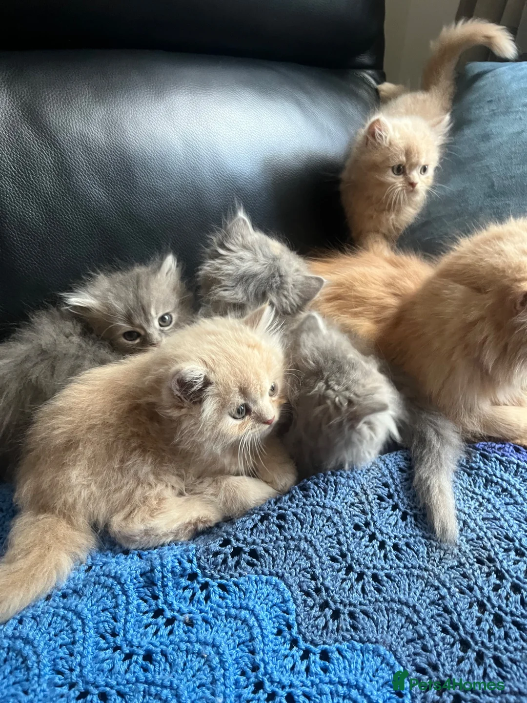 Persian cats for sale: 5 Beautiful Persian Kittens 💕🐾💙 - Advert 8