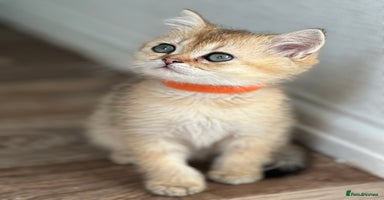 British Shorthair cats - Advert 14