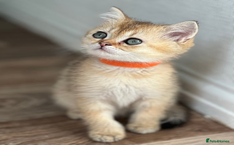 British Shorthair cats - Advert 15