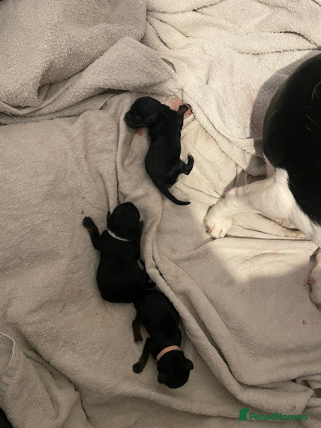 Jack Russell dogs for sale: Jack Russell Puppies - Advert 6