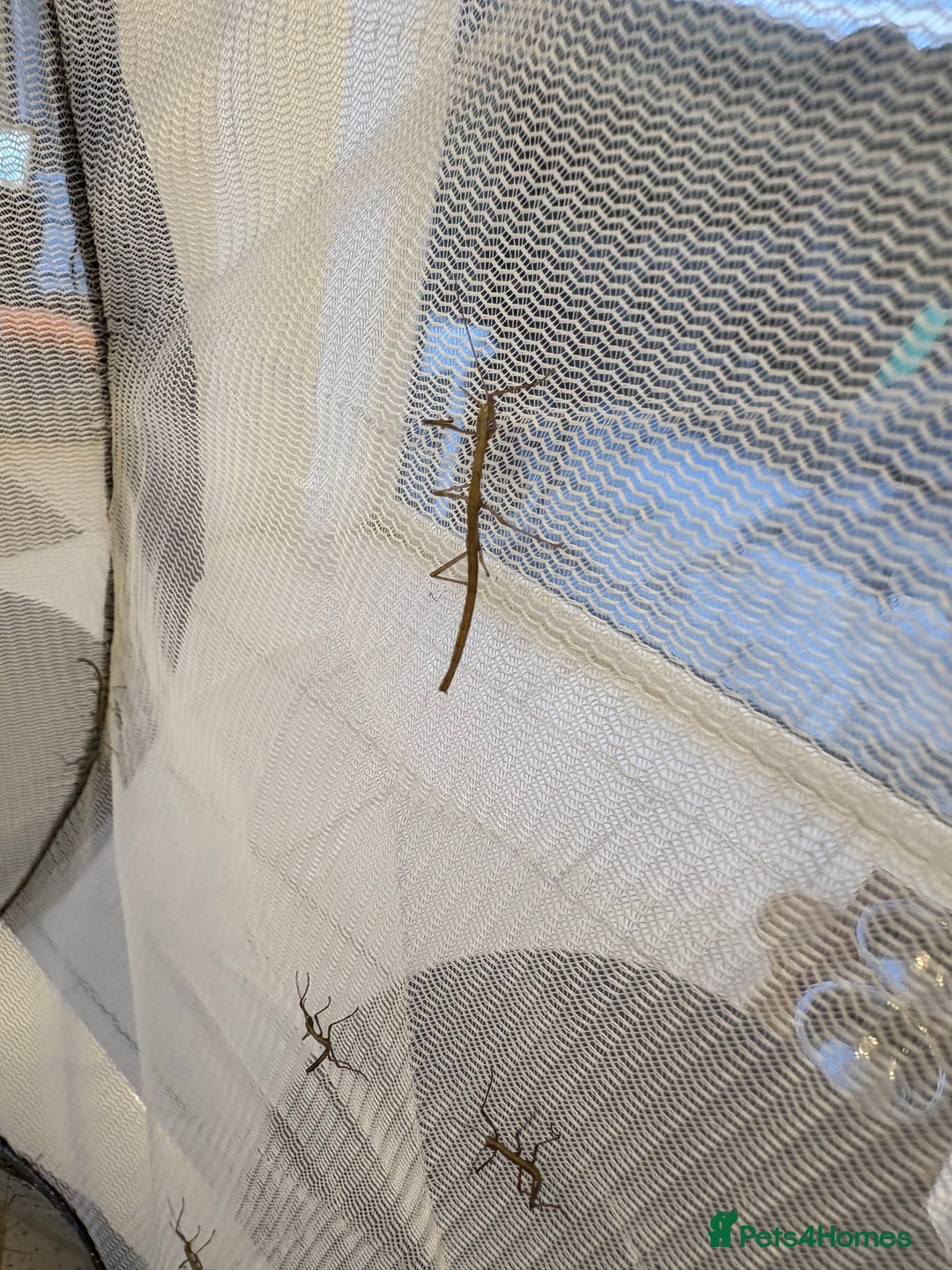 Stick Insects invertebrates for sale: Indian stick insect nymphs box of 10  - Image 3
