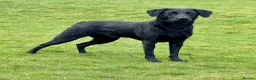 Labrador Retriever dogs for sale: KC registered Labrador pups from top working lines in Rugby - Advert 16