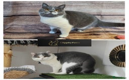 British Shorthair cats for sale: GCCF registered chunky British Shorthair kittens  - Image 5