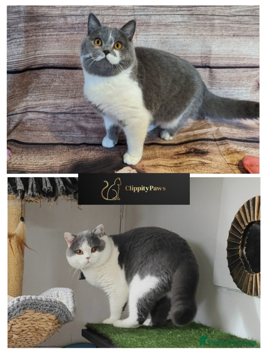 British Shorthair cats for sale: GCCF registered chunky British Shorthair kittens  - Image 5