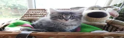 Maine Coon cats for sale: **FABULOUS GORGEOUS MAINE COON KITTYS READY NOW ** - Advert 13