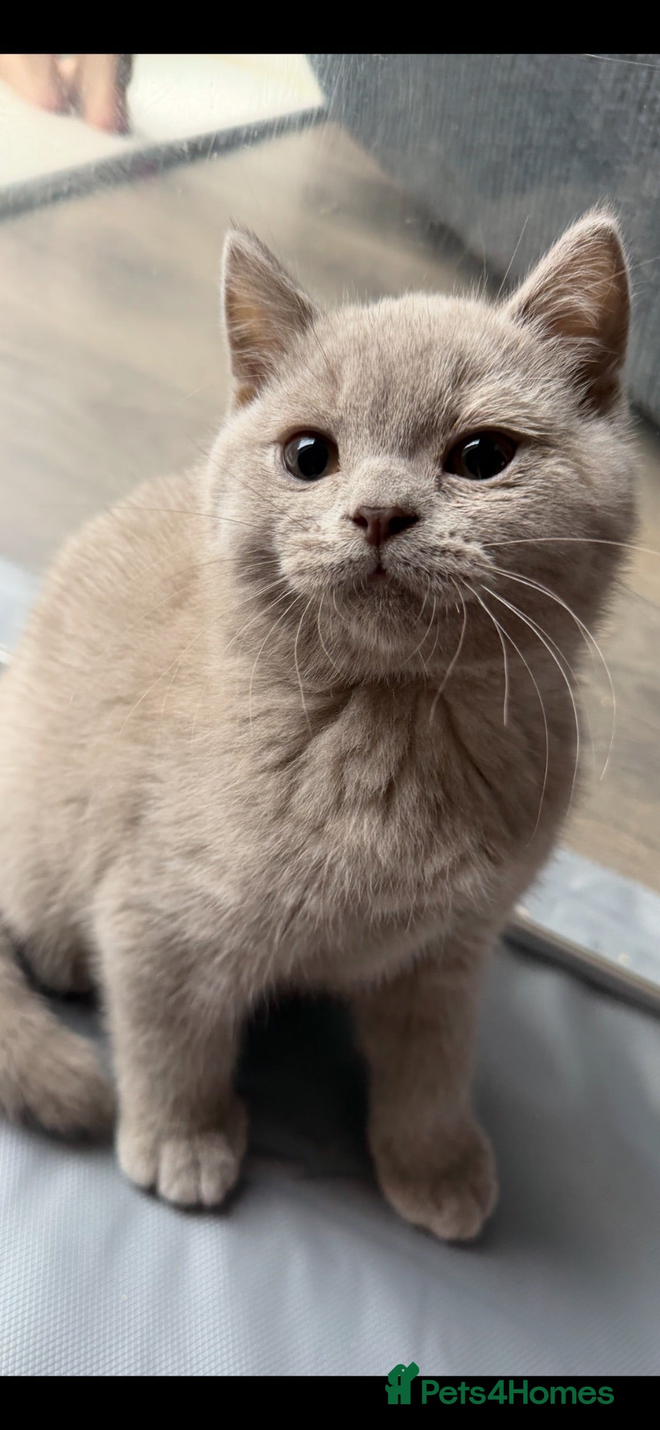 British Shorthair cats British shorthair 2 LEFT ! READY !  - Advert 17