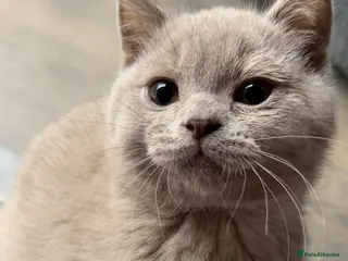 British Shorthair cats British shorthair 2 LEFT ! READY ! - Advert 17