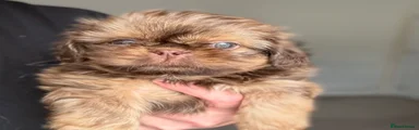 Shih Tzu 4