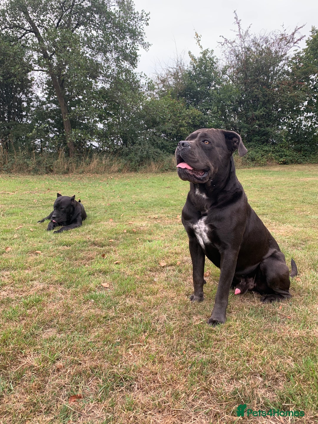 Cane Corso dogs for sale: Cane Corso 2 years old - Advert 4