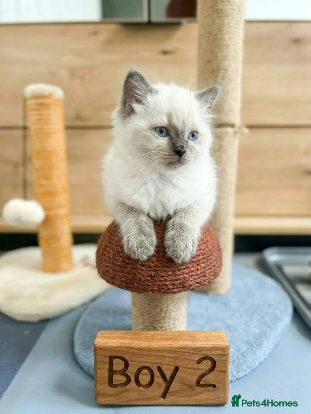 Ragdoll cats for sale: Beautifull chunky Ragdoll kittens - Advert 1
