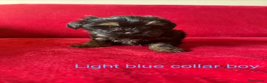 Yorkshire Terrier Puppy 2