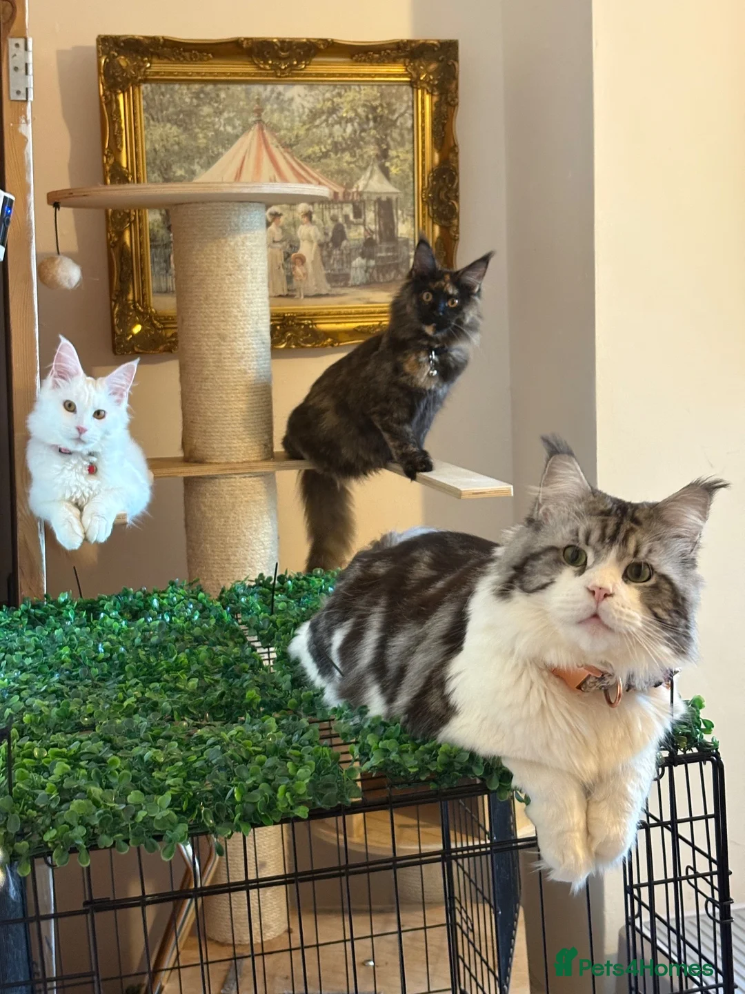 Maine Coon cats for sale: 2 female Maincoon sister for sale together  - Advert 1