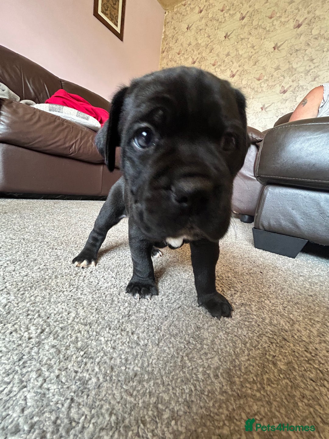 Mixed Breed dogs for sale: Four cane Corso and staff bullterrier mix.  - Image 9