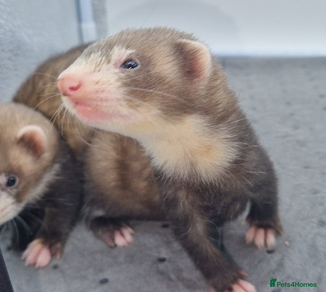 Ferret rodents for sale: Ferrets - Image 2