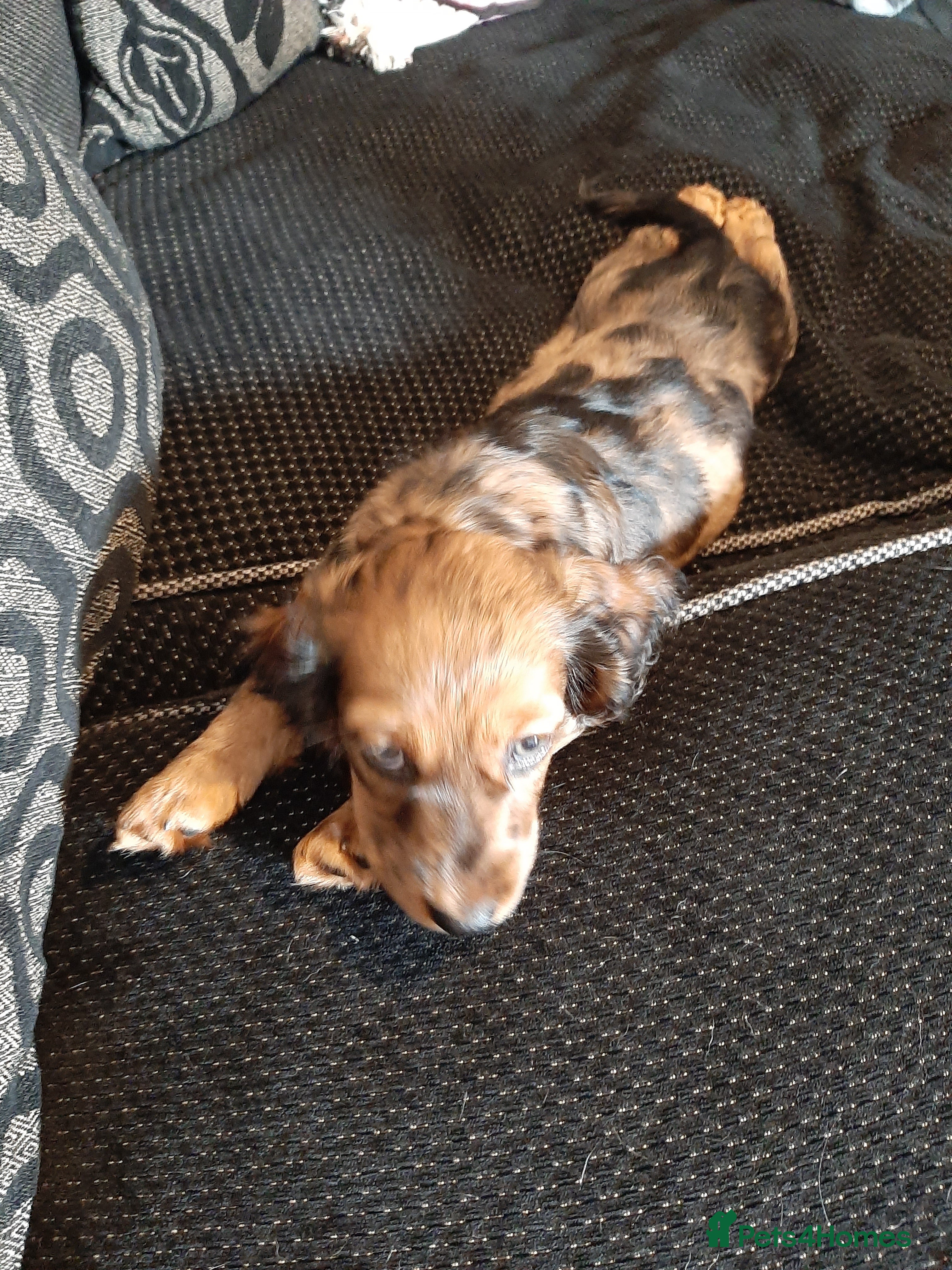 Mixed Breed dogs Docker- miniature dachshund x American cocker - Advert 1