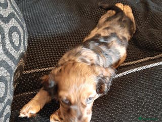 Mixed Breed dogs Docker- miniature dachshund x American cocker - Advert 1