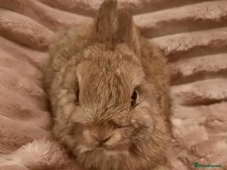 Netherland Dwarf rabbits Six Litters Of Netherland Dwarf Babies - Advert 3