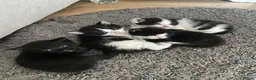 British Shorthair cats for sale:     4 Beautiful British Shorthair Cross Kittens - Advert 4