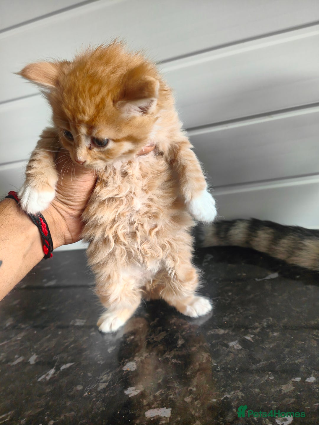Mixed Breed cats for sale: MaineCoon Mixed Kittens For Sale  - Image 11