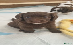 Mixed Breed dogs for sale: Cockapoo - Bernedoodle Pups - Image 5