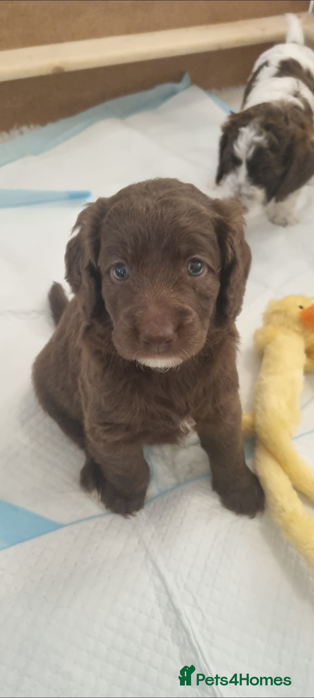 Mixed Breed dogs for sale: Cockapoo - Bernedoodle Pups - Image 5