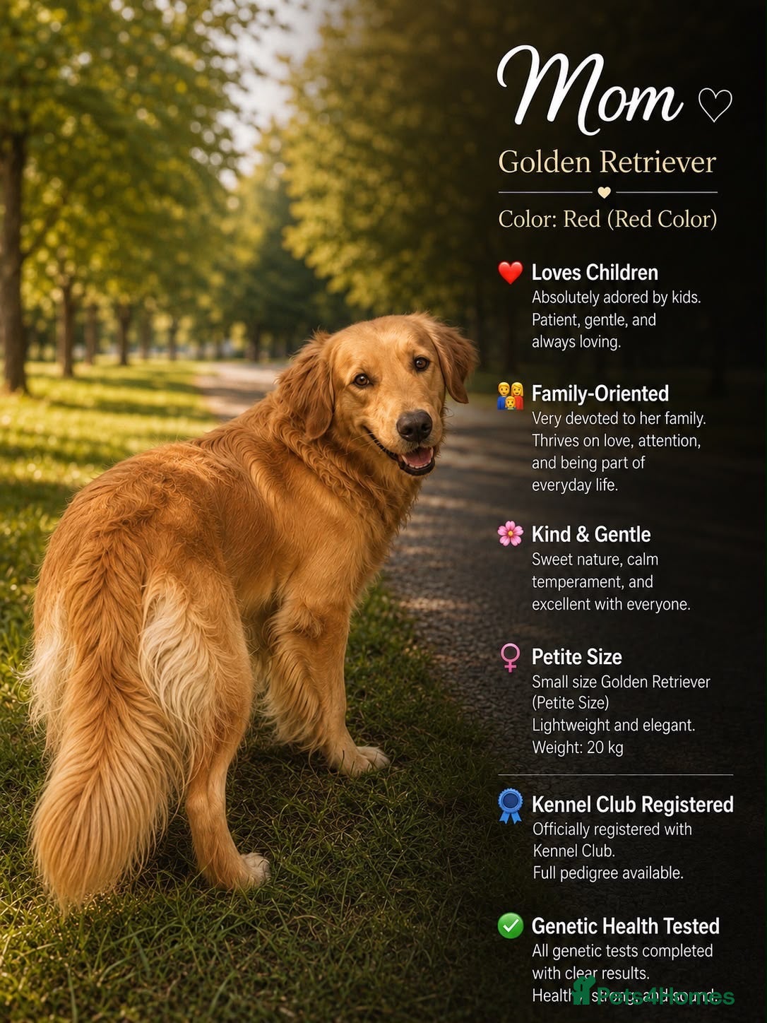 Goldendoodle dogs F1 Goldendoodle Puppies Reservations Now Open - Advert 10
