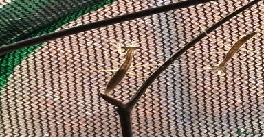 Praying Mantis invertebrates - Advert 10