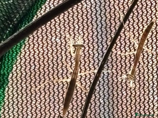 Praying Mantis invertebrates - Advert 10