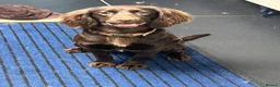Sprocker dogs for sale: Ella is looking for a forever home  - Advert 7