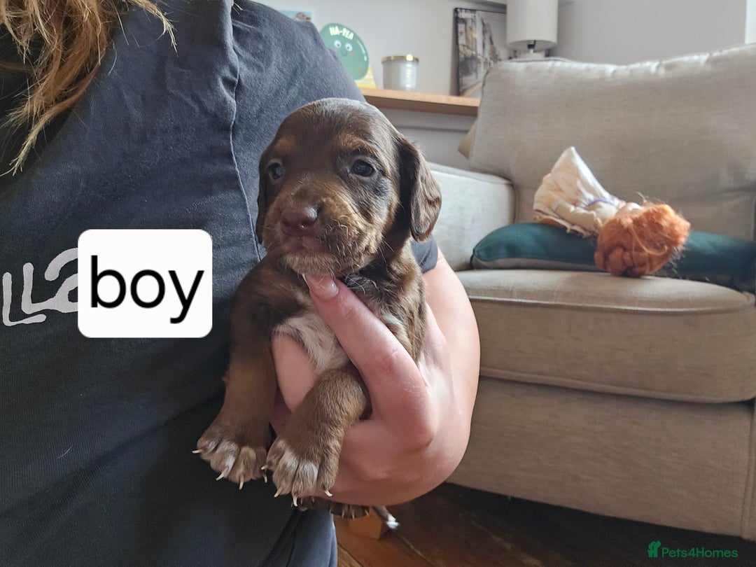Mixed Breed dogs for sale: Mixed breed puppies for sale - Image 7