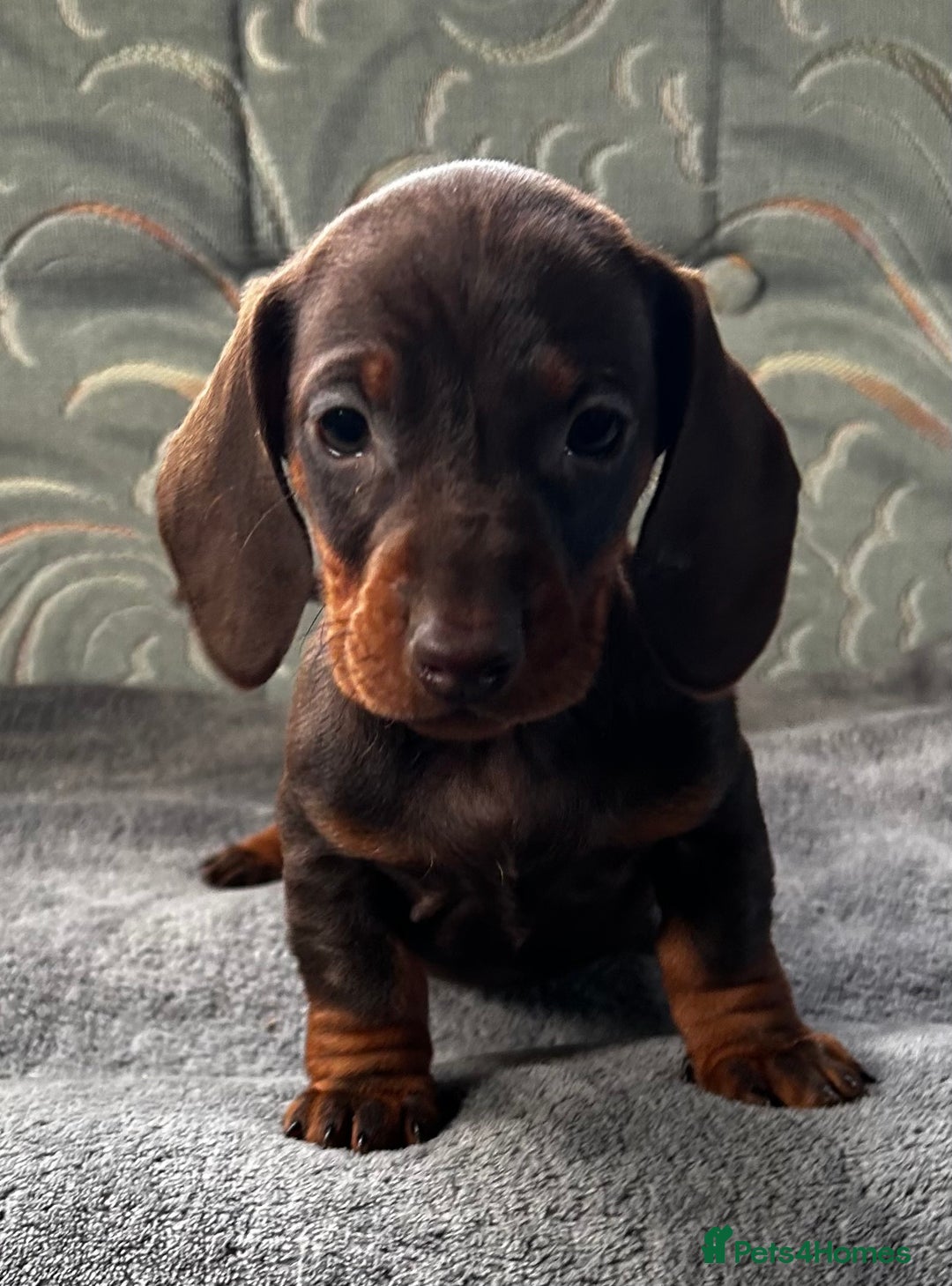 Dachshund dogs for sale: STUNNING KC REG STANDARD DACHSHUNDS  - Advert 20