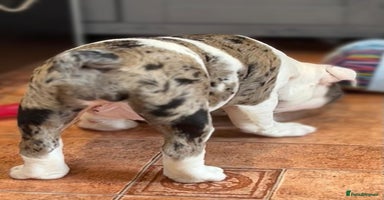 English Bulldog dogs - Advert 2