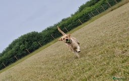 Labrador Retriever dogs for sale: Marley - Image 2