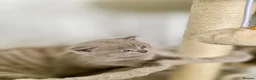 British Shorthair cats for sale: Pure British shorthair kittens Genetically tested - Advert 9