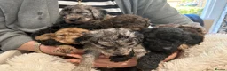 Cockapoo dogs for sale: Beautiful blue eyed cockapoo puppies in Maidstone - Advert 5