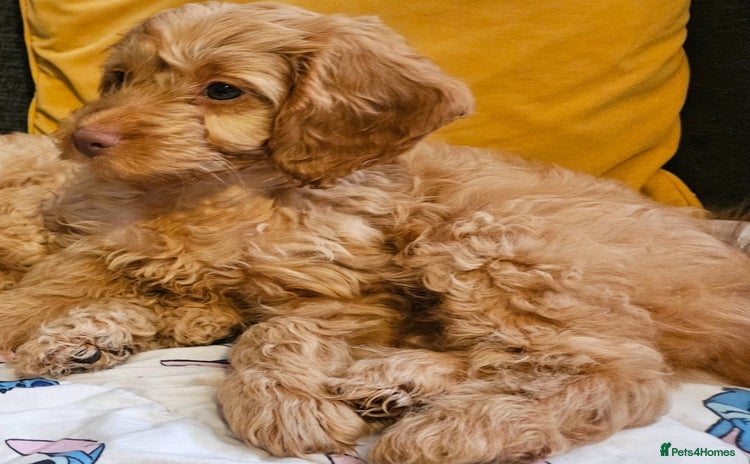 Cockapoo dogs - Advert 11