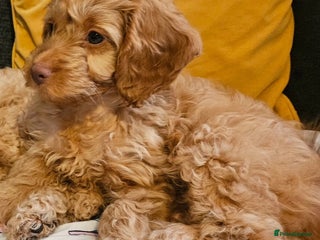 Cockapoo dogs **Only 1 pup left** Stunning F2 cockapoo - Advert 10