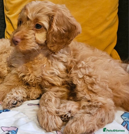 Cockapoo dogs - Advert 11