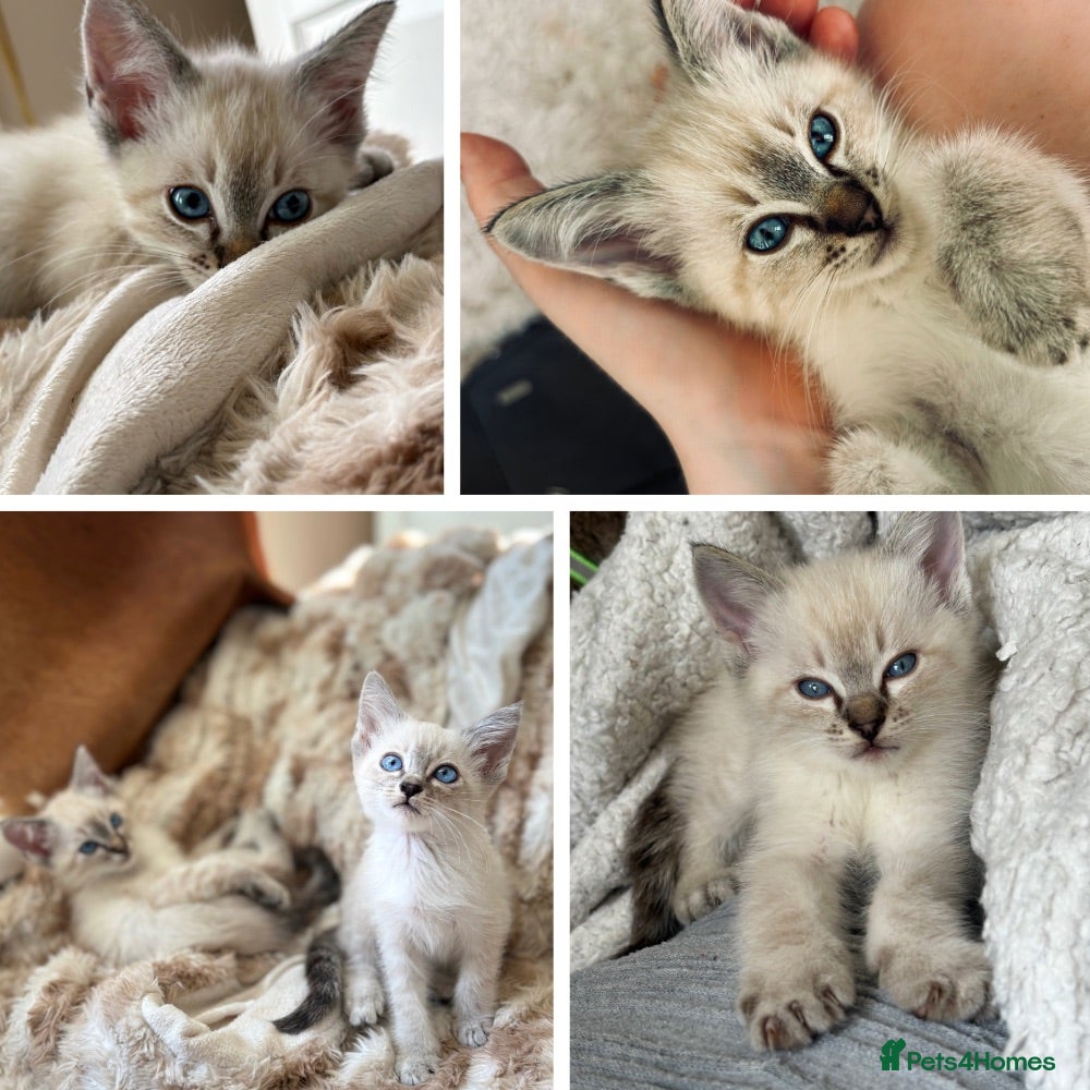 Oriental cats Stunning Oriental Ragdolls  - Advert 3