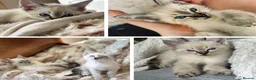 Oriental cats for sale: Stunning Oriental Ragdolls  - Advert 1