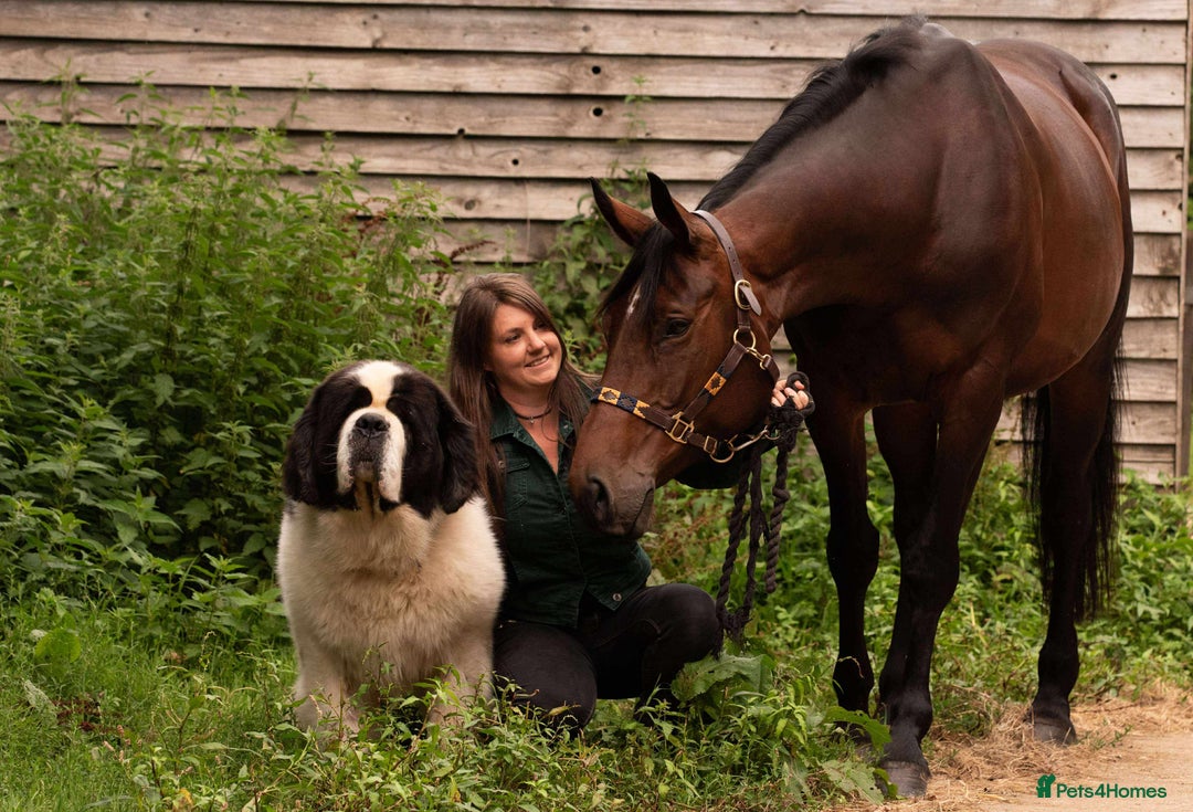 Saint Bernard dogs for sale: Saint pups from HIP & ELBOW tested parents  - Advert 13