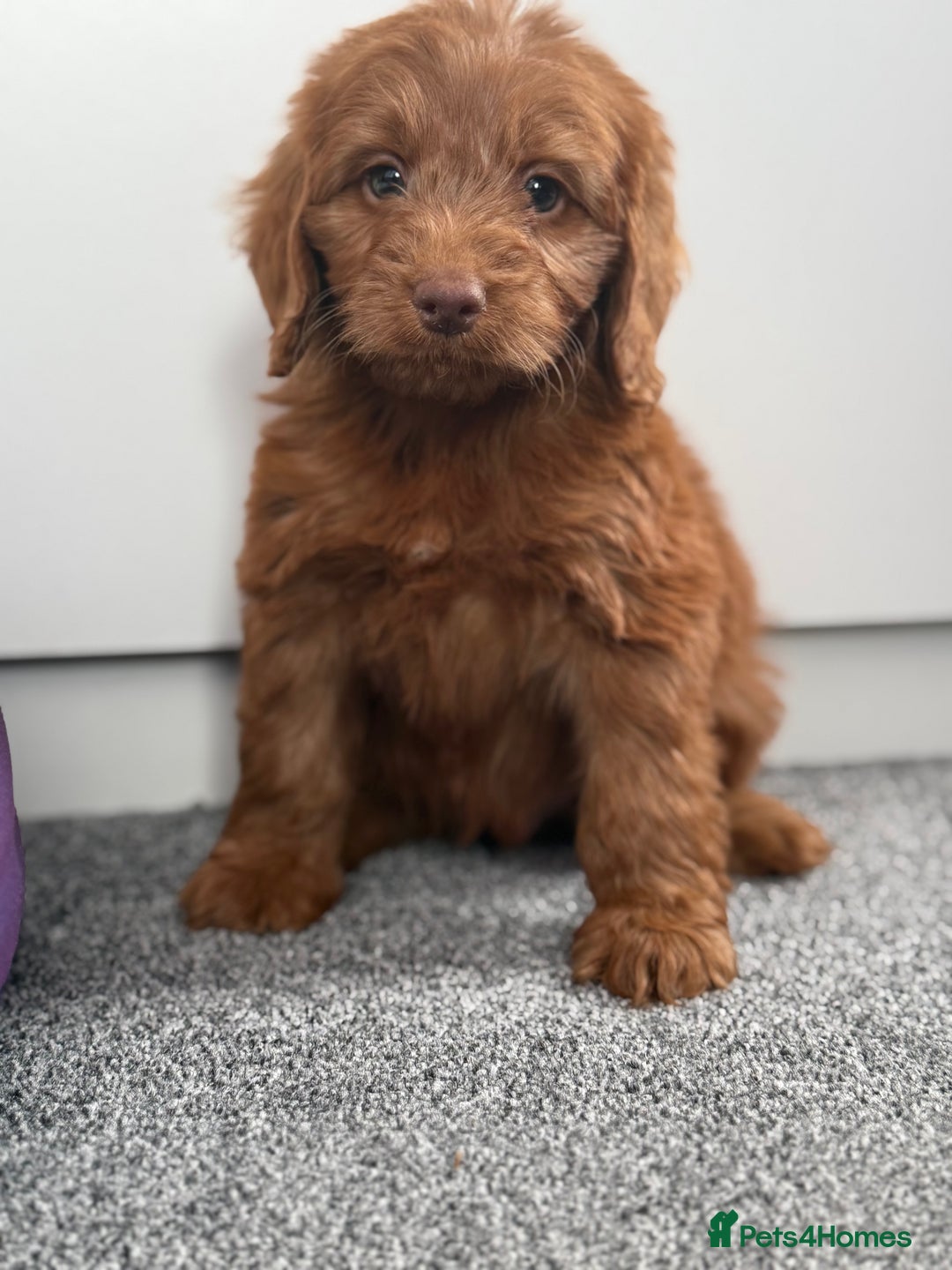 Cockapoo dogs for sale: Beautiful cockapoo puppies  - Image 3